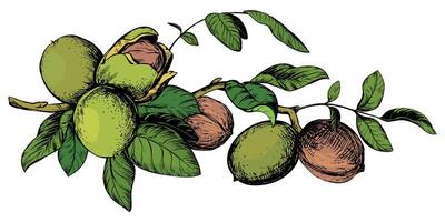 Branch of walnuts drawn horizontally. illustration in color engraving technique. Ingredient for nut paste, oil, liqueur. For packaging design. Linear ink drawing. vector