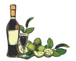 Walnut liqueur in color engraving technique. Unripe walnut seeds whole and halves and leaves. Bottle of Italian liqueur Nocino, glass with aperitif and green walnuts. Linear ink sketch. vector
