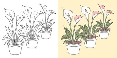 Callalilies in pots on plain background vector