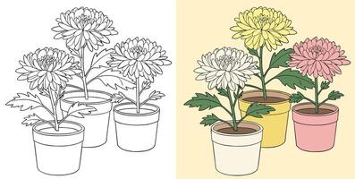 Vibrant pots of chrysanthemum flowers vector