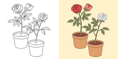 Rose Flower Illustration in a Pot, Sketch and Colored vector