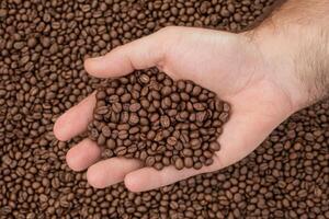 A hand holding roasted coffee beans with a bed of coffee beans in the background photo