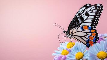 Colorful Butterfly Resting on White Flowers with Pink Background photo