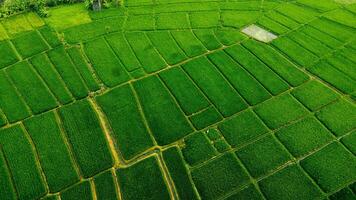 Rice Field Pattern View From Top photo