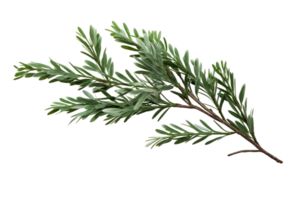 Snowy Pine Branch on Transparent Background. png