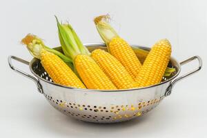 Golden Corn in Kitchen Colander Isolated on White Background photo
