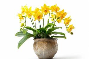 Vanilla Bean Plant Featuring Yellow Orchid Flowers in Pot Isolated on White Background photo