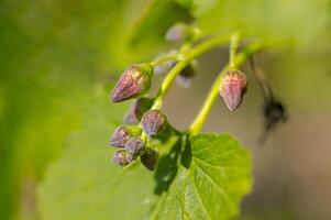 spring flower in my summer season garden photo