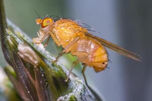 fruit fly on a blade of grass in the meadow photo