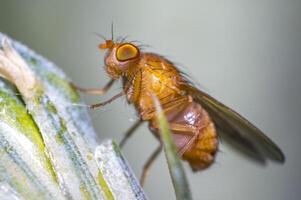 fruit fly on a blade of grass in the meadow photo