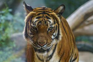 wild tiger watching for prey in the green jungle photo