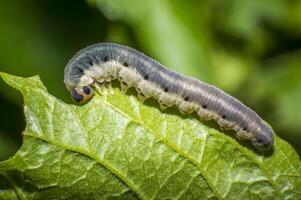small colorful caterpillar on green leaf in blooming nature photo