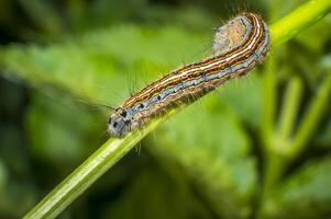 small colorful caterpillar on green leaf in blooming nature photo
