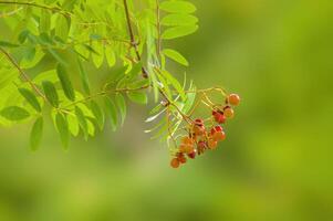 branch of a mountain ash with rowan berries photo