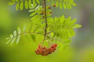 branch of a mountain ash with rowan berries photo