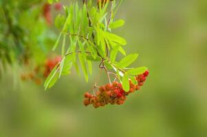 branch of a mountain ash with rowan berries photo