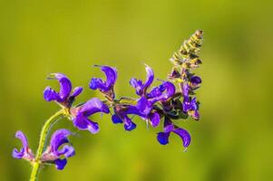 a soft bloom with purple color in the season garden photo