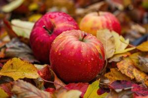Ripe red apples lying on autumn leaves. photo