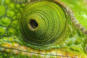 Chameleon skin and eye texture close up photo