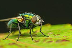 Macro photography of a green bottle fly on a leaf. Insect life in nature. photo