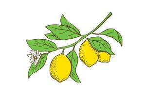 Hand drawn lemon tree branch with leaves and flower. Fruit in flat style, whole fresh citrus isolated on white background vector
