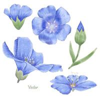 Beautiful Watercolor Flax Flowers - Spring Botanical Design vector