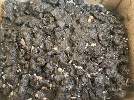 Royal champignon mushrooms grown in seedlings photo