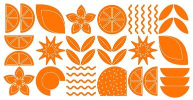 Abstract geometric fruit pattern. Shapes of natural organic flower plants, eco-agriculture citrus. minimal illustration vector