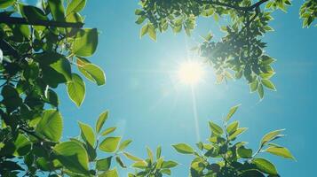 Vibrant sunbeam shining through fresh leaves photo
