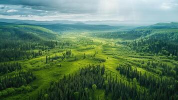 Aerial view of a green boreal forest photo