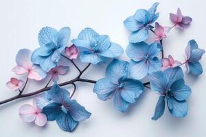 Vibrant blue hydrangea flowers close-up photo