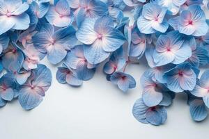 Vibrant blue hydrangea flowers close-up photo