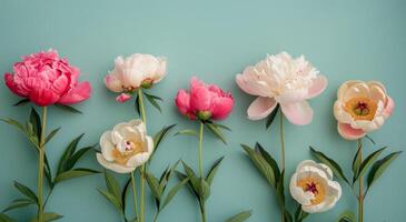 Pink Peonies and Green Leaves on a Mint Green Background photo