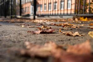 Low angle shot of fallen dry leaves on gray asphalt footpath of city. Selective focus on leaf. photo