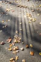 Gray asphalt with dry fallen leaves scattered on it. Striped light and shadow. photo