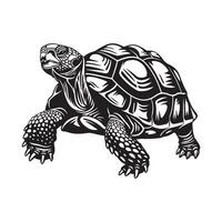 Tortoise Illustration Images. Illustration of a Tortoise isolated on white background vector