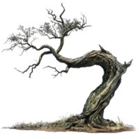 A Tree With No Leaves On It On Transparent Background. png