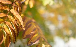 Sunlit fall colorful rowan tree leaves closeup on blurred background. Selective focus. Copy space. photo