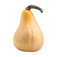 A single squash on a transparent background png