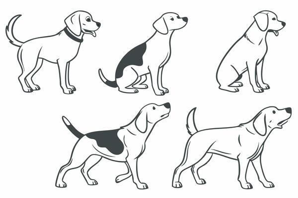 dog breeds in different poses, including a black and white dog