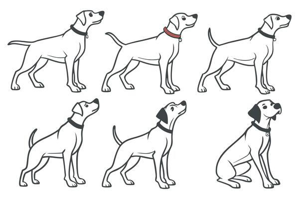 a set of different dog breeds with different poses