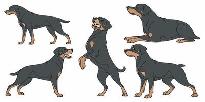 a set of four rotweilers in various poses vector