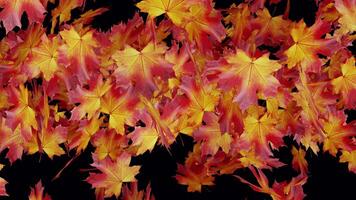 Autumn Maple Leaf Transition Falling on Transparent Background video