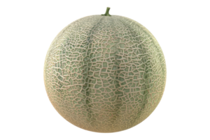 Fresh melon on transparent background. png