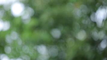 blurred rain with green background video