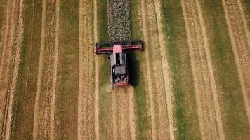 Aerial view of modern combine harvester in action. Wheat field at harvest time. Agricultural sector video