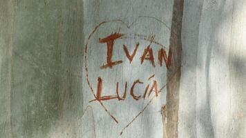 Heart of lovers with the names of Ivan and Lucia in a eucalyptus tree video