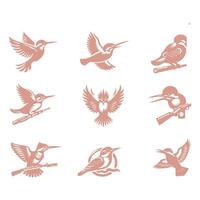 Common Kingfsher Collection Design vector