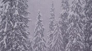 Raising up on a view full of snowy pine trees and lots of snow flakes falling in the foreground video