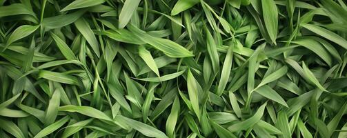 A close up of a field of green grass photo